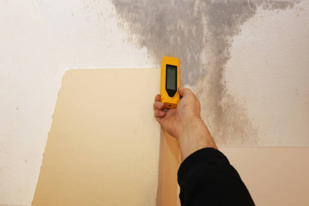 Dehumidification Services in Roseau, MN
