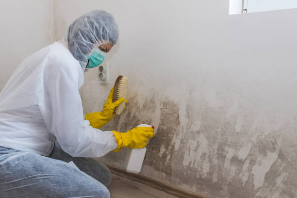 Best Forensic Mold Investigation  in Roseau, MN