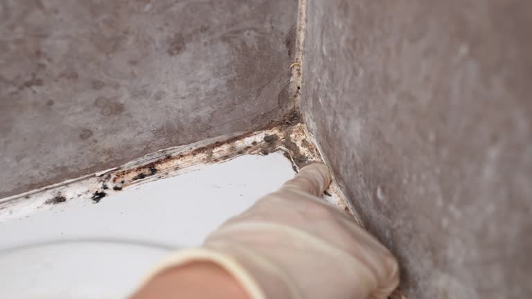 Best Basement Mold Removal  in Roseau, MN